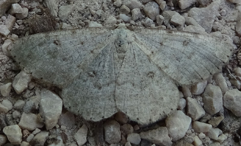 Da determinare: da lontano. Elophos cfr. dilucidaria, Geometridae